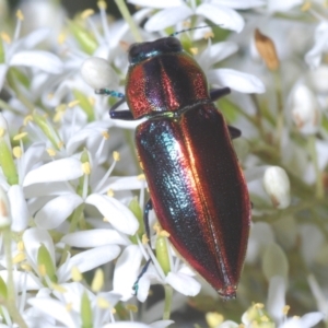 Selagis aurifera at Red Hill, ACT - 7 Jan 2021