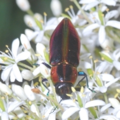 Selagis aurifera at Red Hill, ACT - 7 Jan 2021 05:59 PM