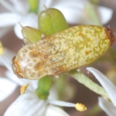 Castiarina testacea (A eucalyptus bud mimic jewel beetle) at Barton, ACT - 7 Jan 2021 by Harrisi