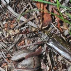 Pachydissus sp. (genus) (Longhorn or longicorn beetle) at Red Hill, ACT - 7 Jan 2021 by Harrisi