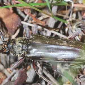 Pachydissus sp. (genus) at Red Hill, ACT - 7 Jan 2021