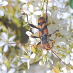 Aridaeus thoracicus (Tiger Longicorn Beetle) at Lake Burley Griffin Central/East - 7 Jan 2021 by Harrisi