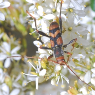 Aridaeus thoracicus (Tiger Longicorn Beetle) at Mount Ainslie to Black Mountain - 7 Jan 2021 by Harrisi