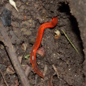 Argonemertes hillii at Acton, ACT - 8 Jan 2021 02:02 PM