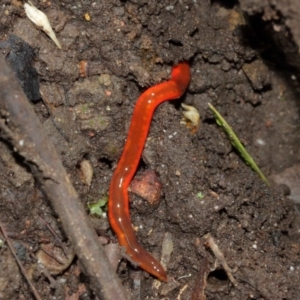 Argonemertes hillii at Acton, ACT - 8 Jan 2021 02:02 PM