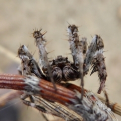 Backobourkia sp. (genus) (An orb weaver) at Yass River, NSW - 8 Jan 2021 by SenexRugosus