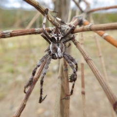 Backobourkia sp. (genus) at Yass River, NSW - 8 Jan 2021 02:58 PM