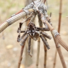 Backobourkia sp. (genus) at Yass River, NSW - 8 Jan 2021