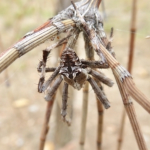 Backobourkia sp. (genus) at Yass River, NSW - 8 Jan 2021 02:58 PM