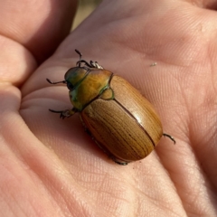 Anoplognathus sp. (genus) (Unidentified Christmas beetle) at QPRC LGA - 4 Jan 2021 by Wandiyali