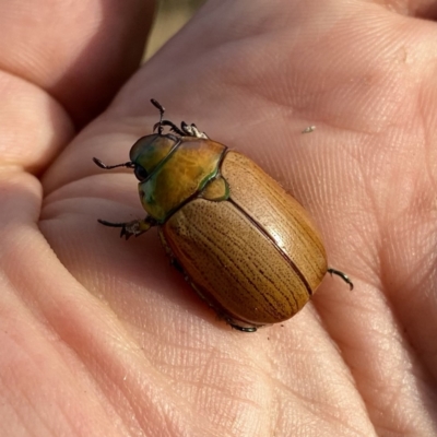 Anoplognathus sp. (genus) (Unidentified Christmas beetle) at Googong, NSW - 4 Jan 2021 by Wandiyali