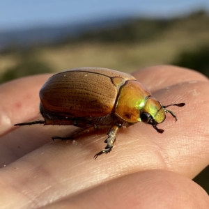 Anoplognathus sp. (genus) at Googong, NSW - 4 Jan 2021 07:15 PM