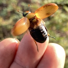 Anoplognathus sp. (genus) at Googong, NSW - 4 Jan 2021