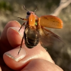 Anoplognathus sp. (genus) at Googong, NSW - 4 Jan 2021