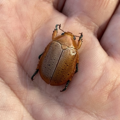 Anoplognathus porosus (Porosus Christmas beetle) at QPRC LGA - 4 Jan 2021 by Wandiyali