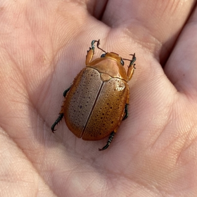 Anoplognathus porosus (Porosus Christmas beetle) at Googong, NSW - 4 Jan 2021 by Wandiyali