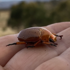 Anoplognathus porosus at Googong, NSW - 4 Jan 2021 07:29 PM