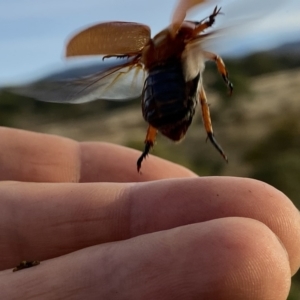 Anoplognathus porosus at Googong, NSW - 4 Jan 2021