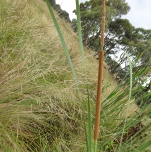 Typha domingensis at Yass River, NSW - 8 Jan 2021 09:26 AM