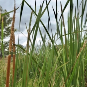 Typha domingensis at Yass River, NSW - 8 Jan 2021 09:26 AM