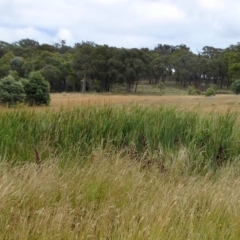 Typha domingensis at Yass River, NSW - 8 Jan 2021 09:26 AM