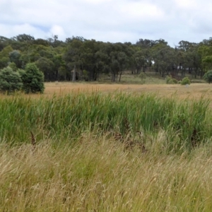 Typha domingensis at Yass River, NSW - 8 Jan 2021