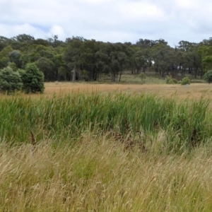 Typha domingensis at Yass River, NSW - 8 Jan 2021 09:26 AM