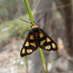 Amata (genus) (Handmaiden Moth) at Yass River, NSW - 8 Jan 2021 by SenexRugosus