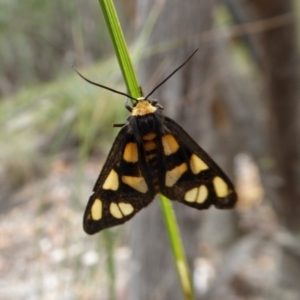Amata (genus) at Yass River, NSW - 8 Jan 2021