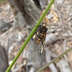 Amata (genus) at Yass River, NSW - 8 Jan 2021 03:49 PM