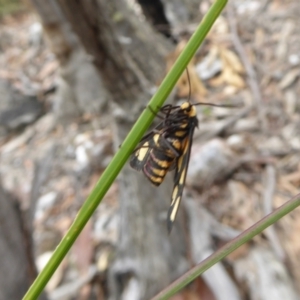 Amata (genus) at Yass River, NSW - 8 Jan 2021 03:49 PM