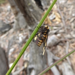 Amata (genus) at Yass River, NSW - 8 Jan 2021