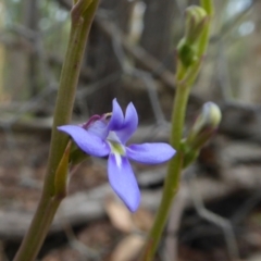 Lobelia gibbosa (Tall Lobelia) at Yass River, NSW - 8 Jan 2021 by SenexRugosus