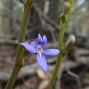 Lobelia gibbosa at Yass River, NSW - 8 Jan 2021