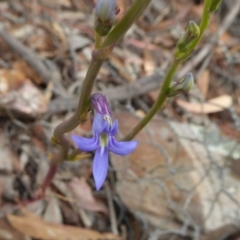 Lobelia gibbosa at Yass River, NSW - 8 Jan 2021