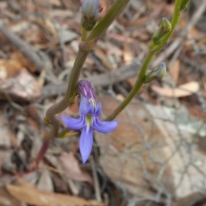 Lobelia gibbosa at Yass River, NSW - 8 Jan 2021 03:32 PM