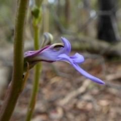 Lobelia gibbosa at Yass River, NSW - 8 Jan 2021