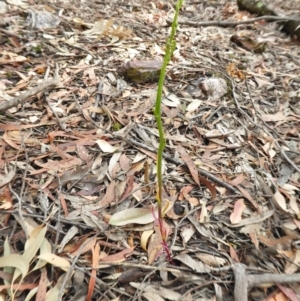 Lobelia gibbosa at Yass River, NSW - 8 Jan 2021 03:32 PM