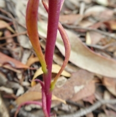 Lobelia gibbosa at Yass River, NSW - 8 Jan 2021 03:32 PM