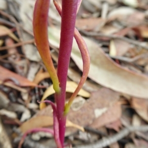 Lobelia gibbosa at Yass River, NSW - 8 Jan 2021 03:32 PM