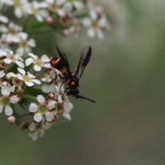 Pterygophorus cinctus (Bottlebrush sawfly) at Cook, ACT - 8 Jan 2021 by Tammy