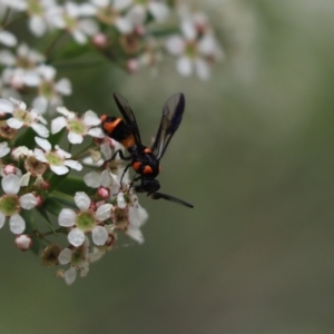 Pterygophorus cinctus at Cook, ACT - 8 Jan 2021