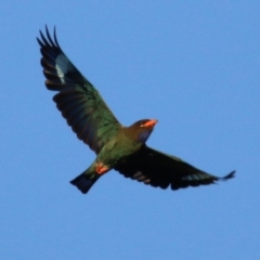 Eurystomus orientalis (Dollarbird) at Wodonga - 8 Jan 2021 by KylieWaldon