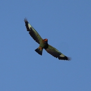 Eurystomus orientalis at Killara, VIC - 9 Jan 2021