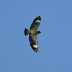 Eurystomus orientalis at Killara, VIC - 9 Jan 2021