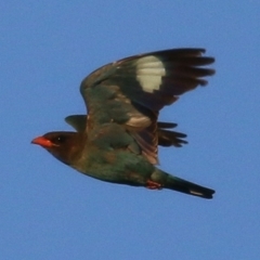 Eurystomus orientalis at Killara, VIC - 9 Jan 2021 06:35 AM