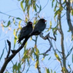 Eurystomus orientalis at Killara, VIC - 9 Jan 2021 06:35 AM