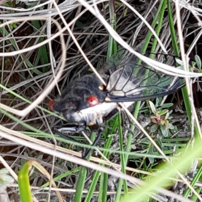 Psaltoda moerens (Redeye cicada) at Yass River, NSW - 7 Jan 2021 by SenexRugosus
