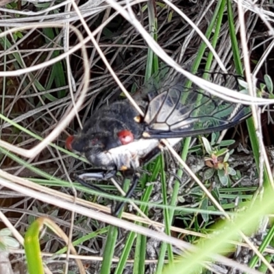 Psaltoda moerens (Redeye cicada) at Rugosa - 7 Jan 2021 by SenexRugosus