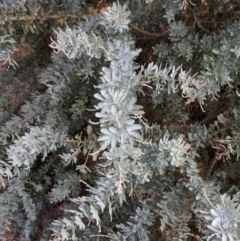 Acacia baileyana (Cootamundra Wattle, Golden Mimosa) at Hackett, ACT - 8 Jan 2021 by abread111